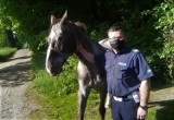 Gmina Góra. Nietypowa akcja górowskich stróżów prawa. Policjanci odnaleźli błąkającego się konia. Zwierzę wróciło do właściciela [ZDJĘCIA]