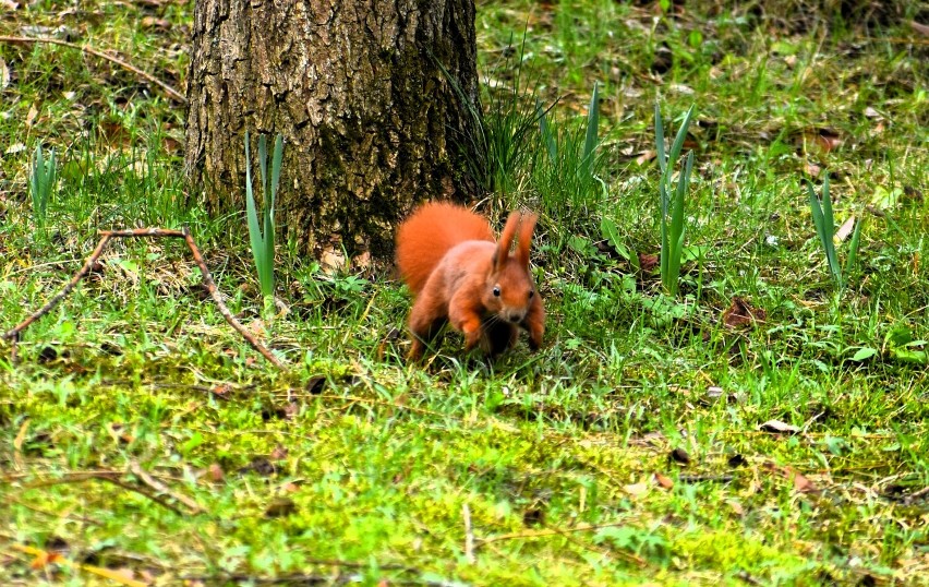 Wiewiórka cieszy się z wiosny. Sławno