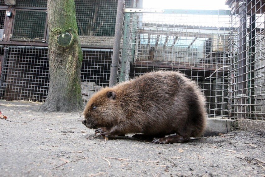 4 ha ziemi dla Dzikiej Ostoi. Zwierzęta będą miały prawidzwy ośrodek [zdjęcia]