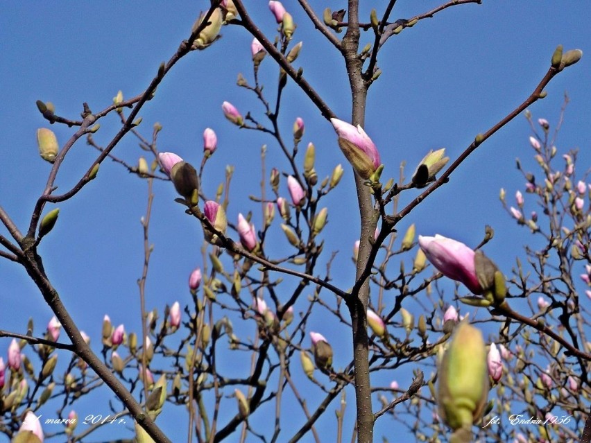Nowosolskie magnolie.