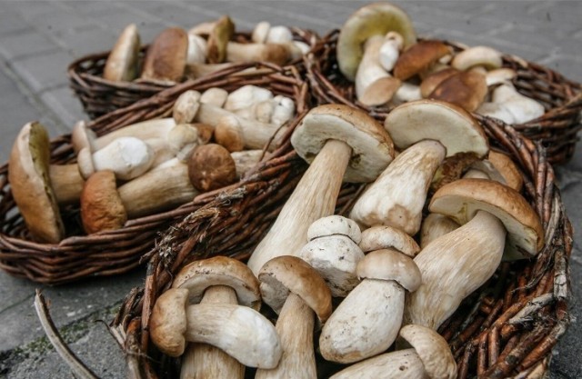 Czy są grzyby w lasach w województwie kujawsko-pomorskim? Sprawdziliśmy, w których rejonach naszego regionu można już zbierać grzyby. Zobacz sprawdzone lokalizacje na grzybobranie w Kujawsko-Pomorskiem na kolejnych slajdach naszej galerii >>>