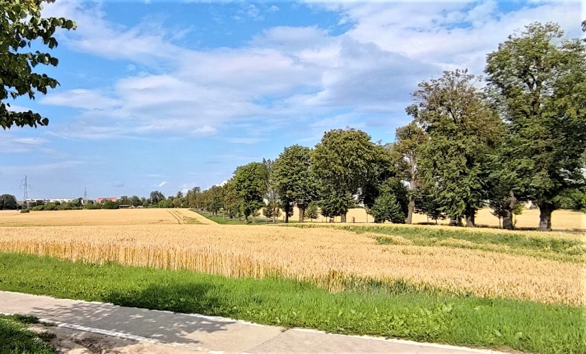 Malbork. Mieszkania na wynajem Społecznej Inicjatywy Mieszkaniowej. Przyszłe osiedle zamiast pola jest w przygotowaniu