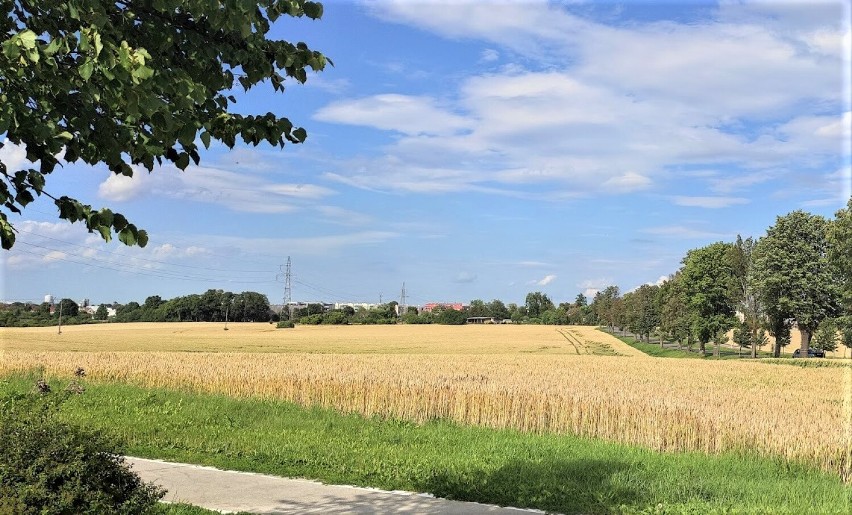 Malbork. Mieszkania na wynajem Społecznej Inicjatywy Mieszkaniowej. Przyszłe osiedle zamiast pola jest w przygotowaniu