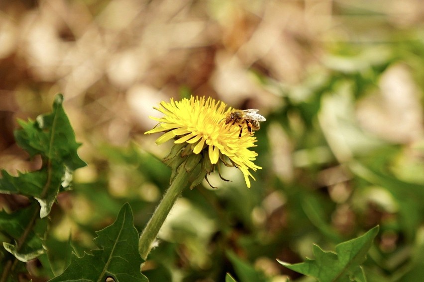 Koszenie trawników wyniszcza pszczoły i inne owady...