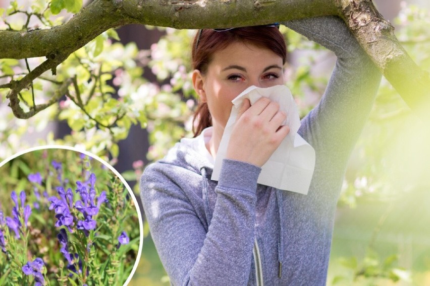 Alergia sprawia, że kichasz, kaszlesz i łzawią ci oczy?...