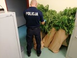 Policjanci z Radomska zlikwidowali kolejną plantację narkotyków