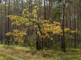 Gra terenowa „Tajemniczy las”. Starostwo powiatowe w Radomsku zaprasza rodziny!