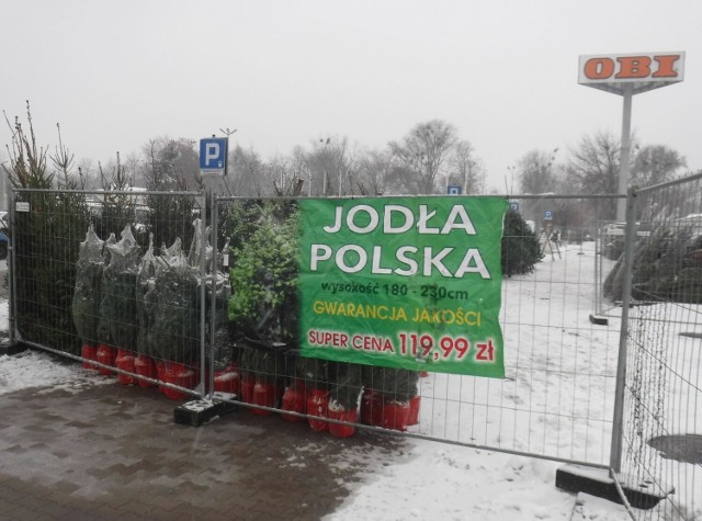 Jodła Polska (180-230 centymetrów) kosztuje 119,99 złotych.