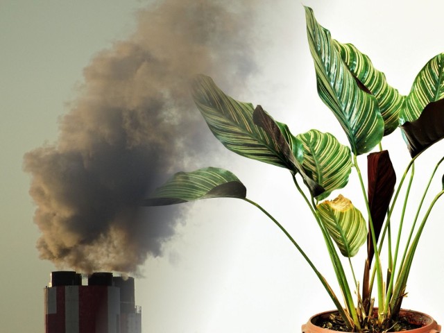 Niektóre domowe rośliny działają jak naturalne filtry powietrza, oczyszczając je z toksyn, brzydkiego zapachu tytoniowego, kurzu, a nawet smogu. Jeśli mieszkasz przy ruchliwej ulicy lub w miejscu, gdzie jest dużo kominów i w związku z tym w Twojej okolicy często jest zanieczyszczone powietrze, warto postawić na hodowlę roślin, które pomogą oczyścić powietrze w domu. Toksyny do powietrza przedostają się również z farb ściennych i lakierów podłogowych, środków czystości, a nawet codziennej odzieży! 

Listę tego, co nas truje, znajdziesz w artykule, a w galerii podpowiadamy, jakie rośliny skutecznie neutralizują szkodliwe dla naszego organizmu związki chemiczne w powietrzu. Oto 10 roślin oczyszczających powietrze ►►►