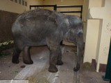 Słonie z Holandii są już w Miejskim Ogrodzie Zoologicznym