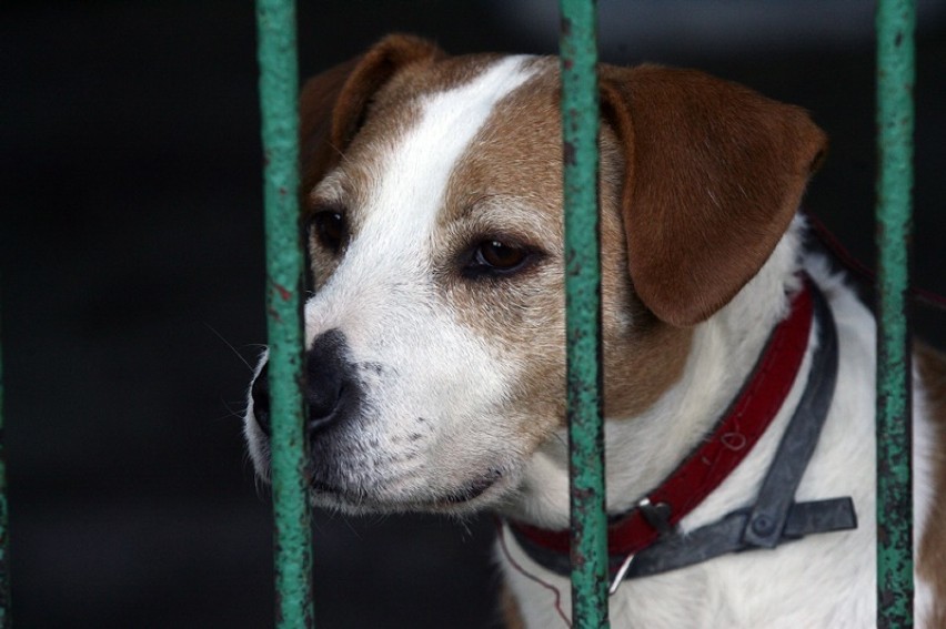 Te psy czekają na adopcję w legnickim schronisku [LEGNICA]