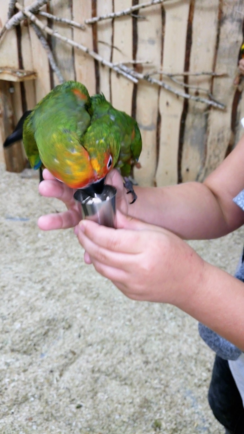 Papugarnia Rio bawi młodszych i starszych [ZDJĘCIA]