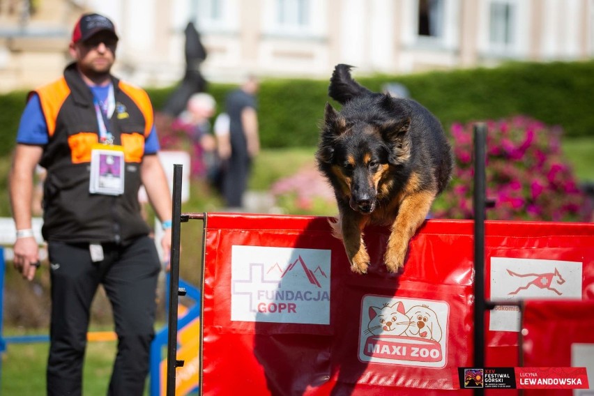 Przyłącz się do akcji charytatywnej „Przyjaźń Łączy – Wspólnie dla Zwierząt” i wspieraj psy ratownicze GOPR