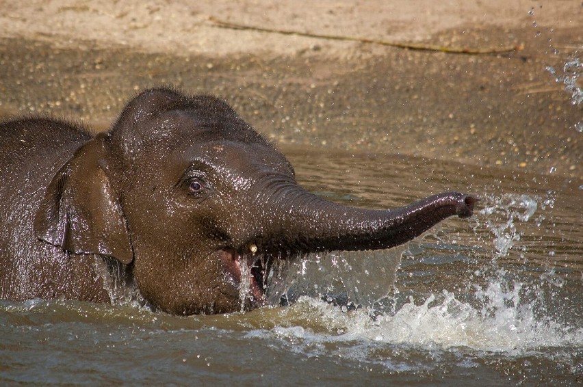 Nowy lokator słoniarni w łódzkim zoo oswaja się z nowym otoczeniem
