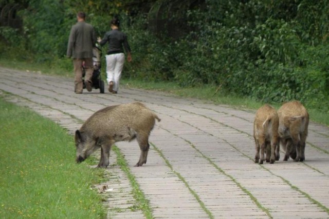 Szacuje się, że na terenie Poznania mieszka około 80 dzików i ...