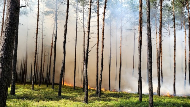 Pożar lasu pod Warszawą. Z ogniem walczyło 80 strażaków. Akcja trwała cały dzień