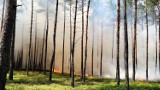 Pożar lasu pod Warszawą. Ogień gasiło 80 strażaków. Akcja trwała blisko 10 godzin. "Prawdopodobną przyczyną podpalenie"