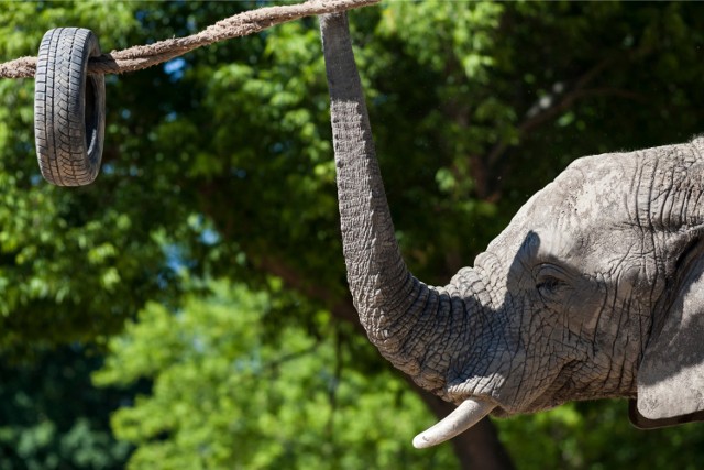 Dzień słonia w warszawskim zoo. Leon, Erna, Buba i Fredzia zapraszają