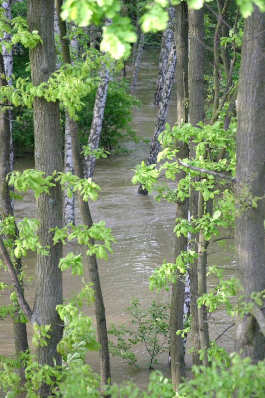 Zalany las wokół mostu. Fot. Tomasz Kolowski