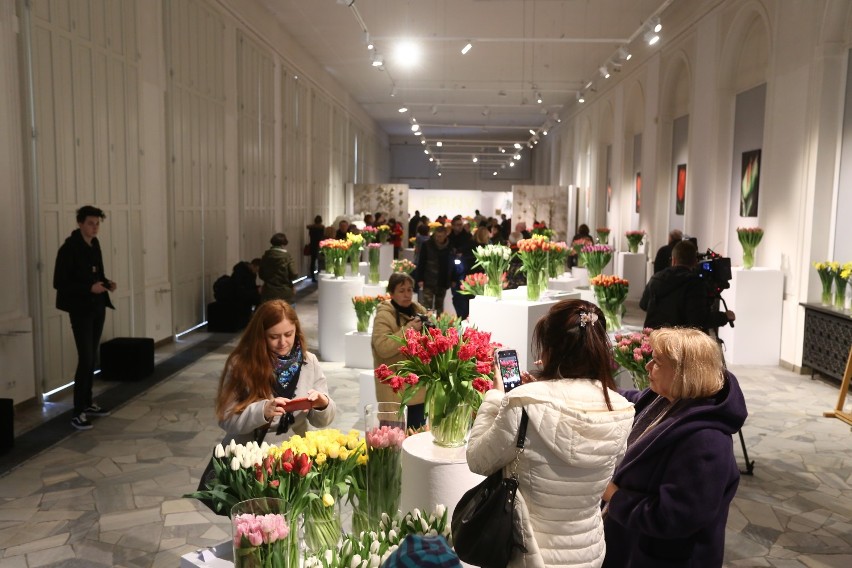 Wystawa tulipanów Wilanów 2019. Blisko 100 pięknych i kolorowych odmian. Tłumy odwiedzających