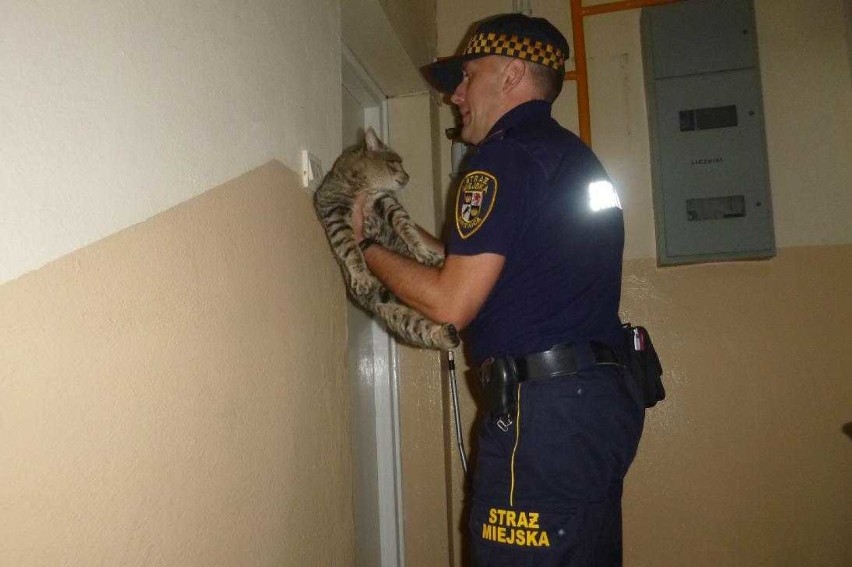 Akcja kot, czyli strażnicy ratowali zwierzę uwięzione na parapecie (ZDJĘCIA)