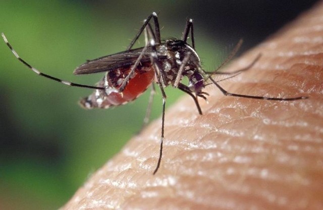 Ukąszenia komarów, zwłaszcza samic, są dotkliwe. Powstają swędzące, kilkudniowe bąble.