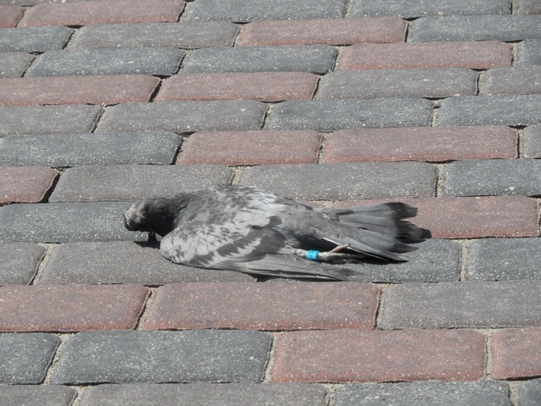 Rynek w Lublińcu: Mieszkańcy mają dość martwych ptaków