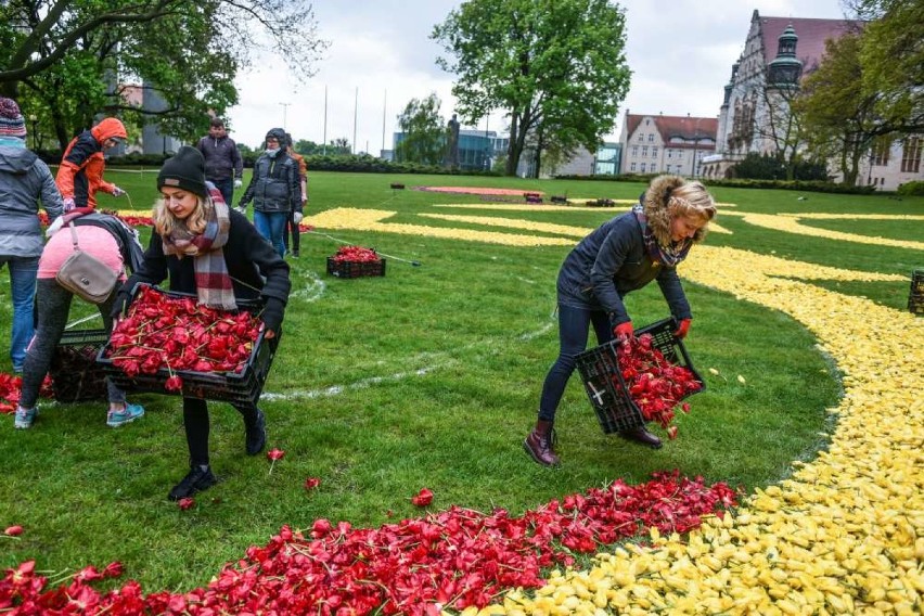 Dywan z tulipanów. W tym roku w kształcie... rowerzysty