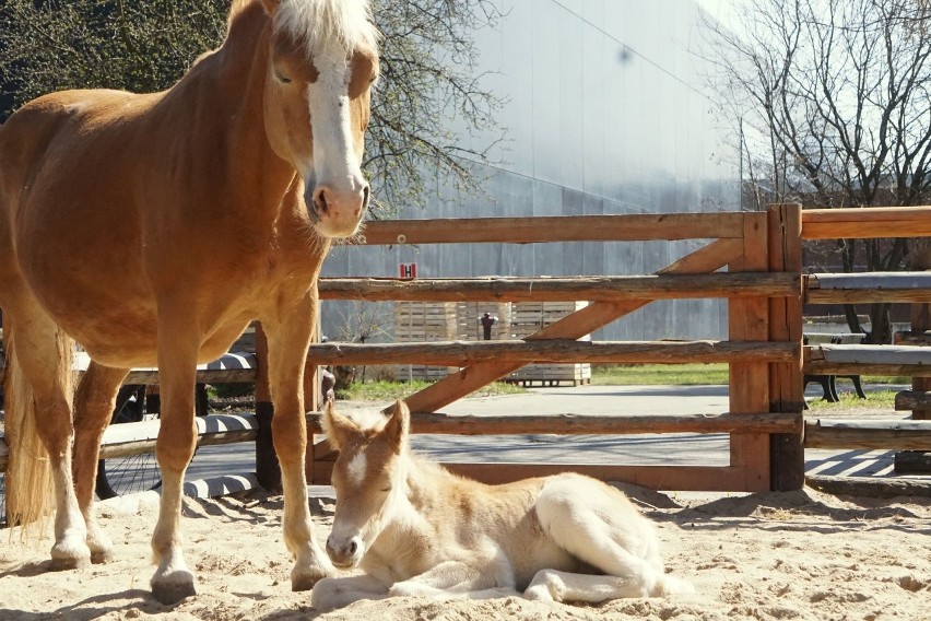 Mała Arktyka we wrocławskim zoo. To największy kucyk świata.