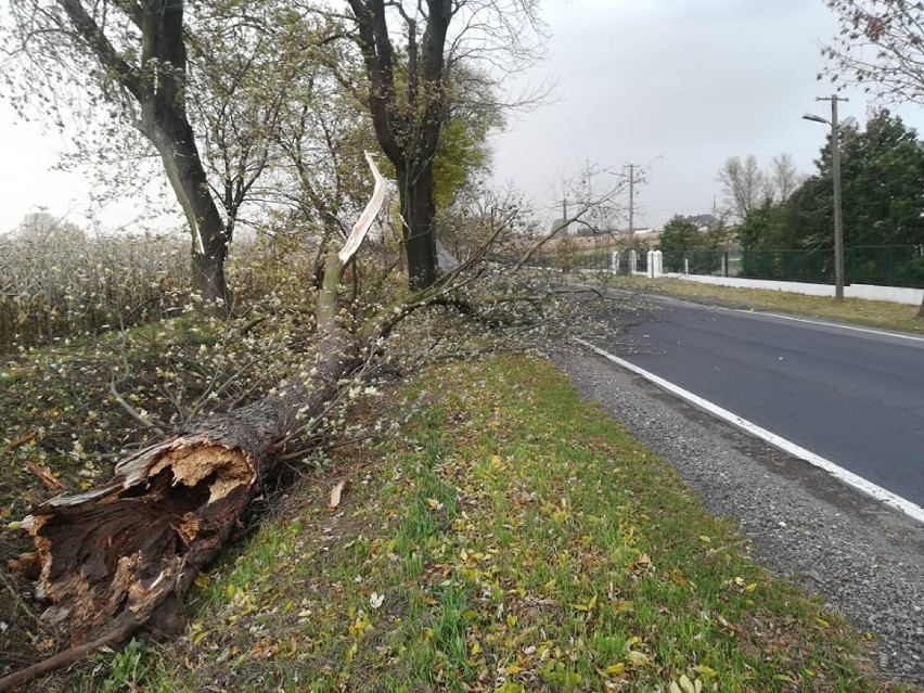 Na zdjęciu wyrwane z korzeniami drzewo przy ulicy...