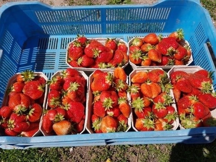 Pierwsze lubelskie truskawki z gruntu są już w sprzedaży. Jaka cena?