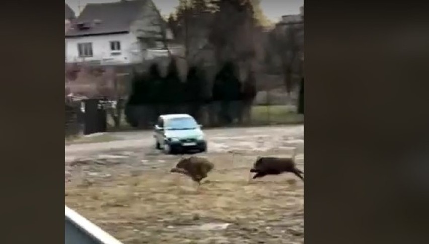 Kraków. Szarża lub wyścigi dzików na Ruczaju przy ul. Obozowej [WIDEO]