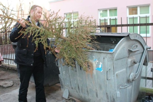 Świątecznych drzewek nie powinniśmy wyrzucać na śmietnik. Jak ...