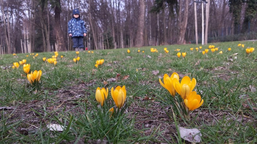 Krokusy kwitną we Wrocławiu. Kiedy przyjdzie wiosna?
