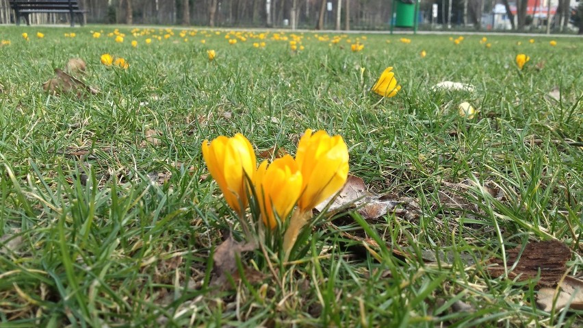 Krokusy kwitną we Wrocławiu. Kiedy przyjdzie wiosna?