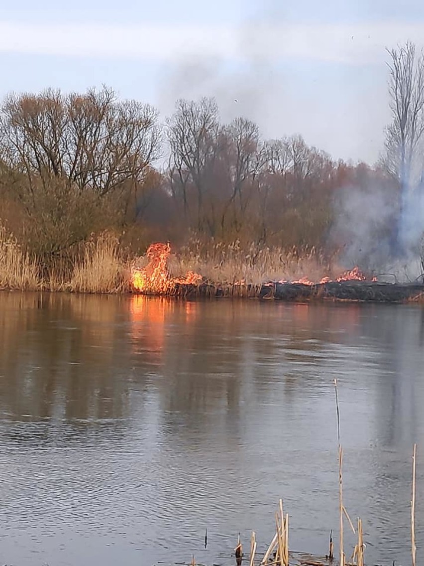 Strażacy walczą z pożarem na terenie Rezerwatu Przyrody Jeziorsko[FOTO]