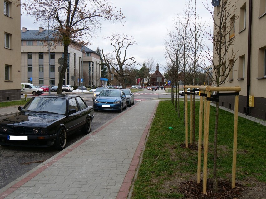 Nasadzenia drzew przy ulicy księdza Skoczyńskiego