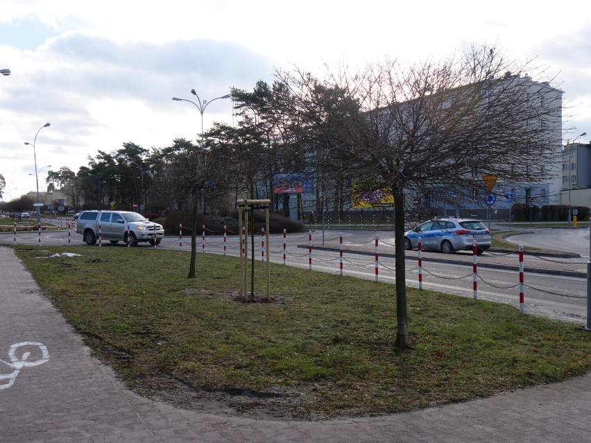 W Stalowej Woli posadzono 600 drzew i tysiące krzewów. Akcja w ramach budowania czystego i ekologicznego miasta. Zobacz zdjęcia