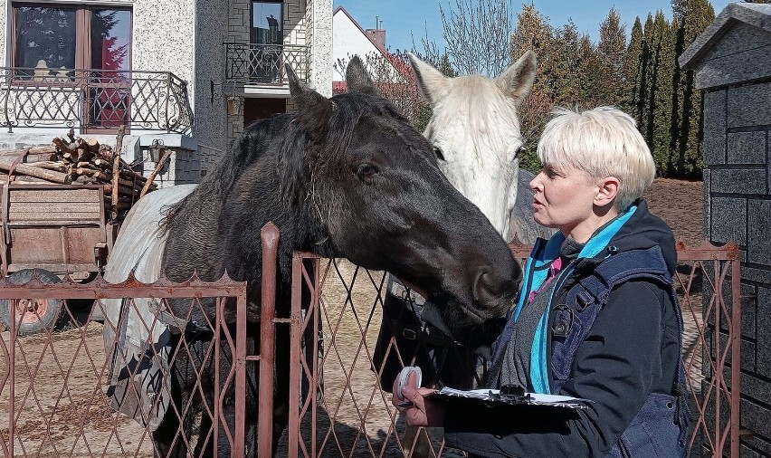 W takich warunkach żyły konie w Szczawniku w gminie Muszyna....