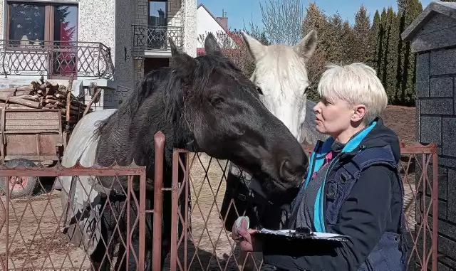 W takich warunkach żyły konie w Szczawniku w gminie Muszyna. Decyzją PIW zostaną odebrane właścicielce