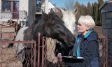 Konie ze Szczawnika zostaną odebrane właścicielce. Jest decyzja Powiatowego Inspektoratu Weterynarii