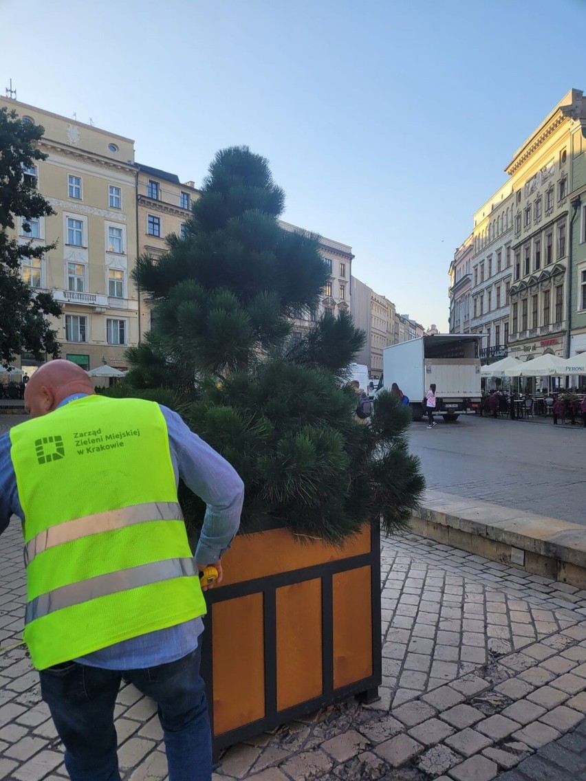 Drzewa na rynku w Krakowie