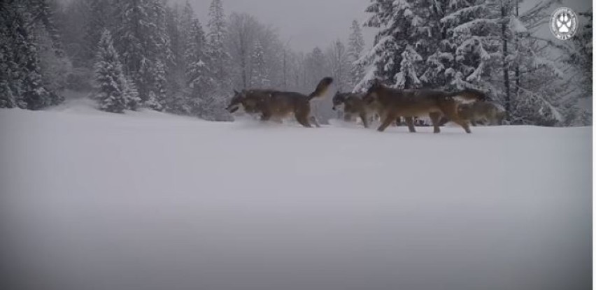 Wilki w Beskidzie Żywieckim! Wilcza rodzina została zarejestrowana przez wideopułapkę. Jest NAGRANIE, zobaczcie