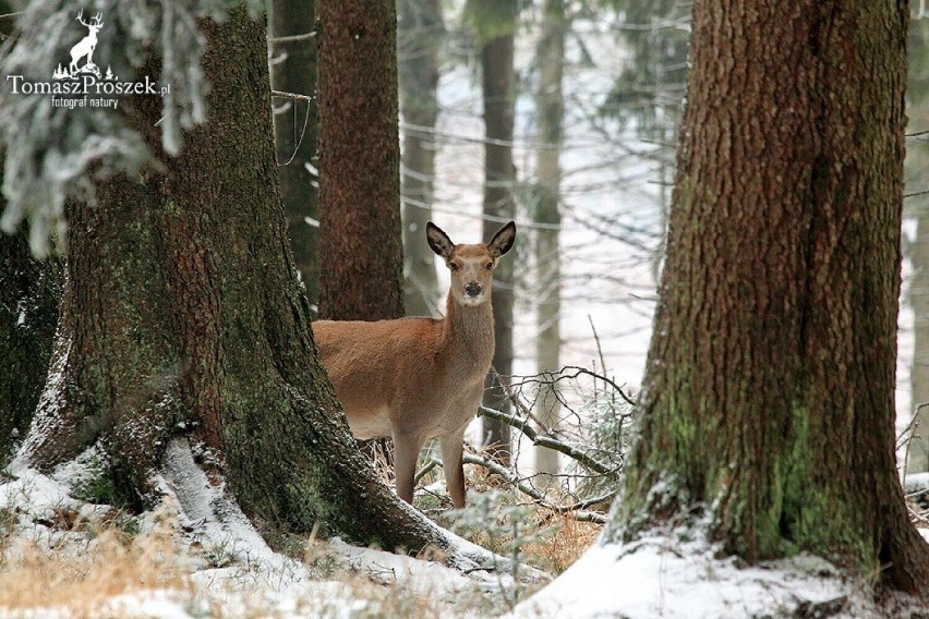 Fauna i flora Gór Sowich