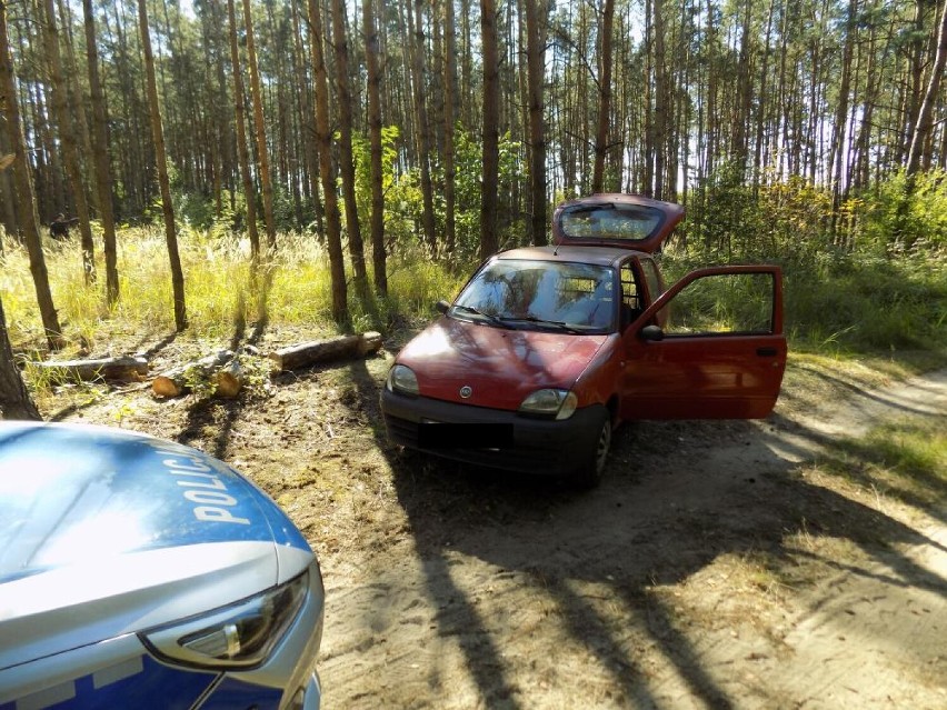 Podejrzani ścięli kilkadziesiąt sztuk sosny, brzozy i dębu - w sumie około 40 metrów sześciennych