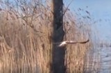 Nad Jeziorem Choczewskim leśnik nagrał rzadko spotykany okaz Myszołowa Włochatego [WIDEO]