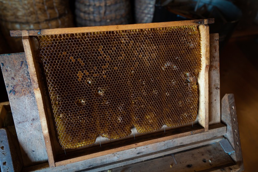  Prawdziwe święto pszczelarstwa, "Biesiada u Bartnika" pełna atrakcji 