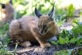 Drapieżne karakale i samiczka takina w toruńskim zoo mają już imiona! [ZDJĘCIA]