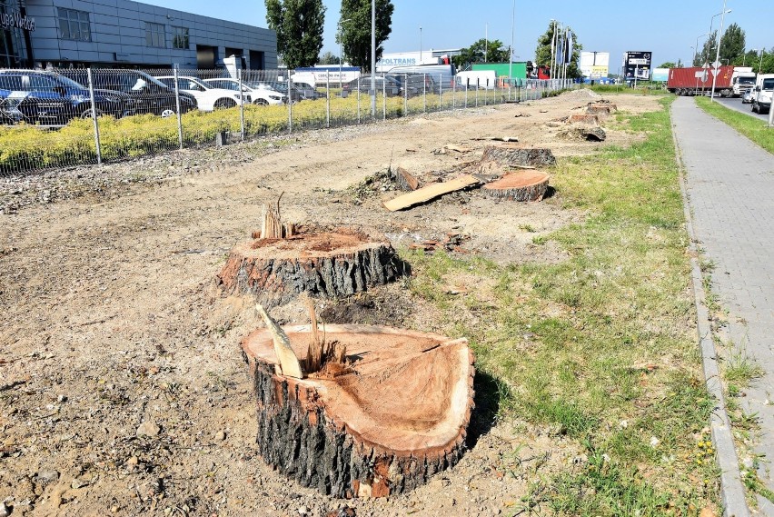 Na zlecenie MZD wycięto spore drzewa wzdłuż ul. Wrocławskiej