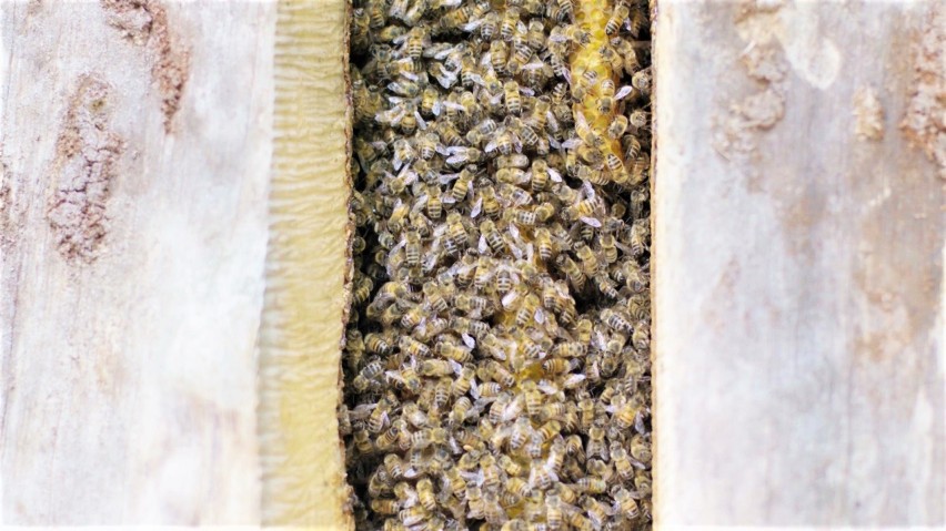 Program "Polska się zmienia". Augustowskie pszczoły bohaterkami w National Geographic